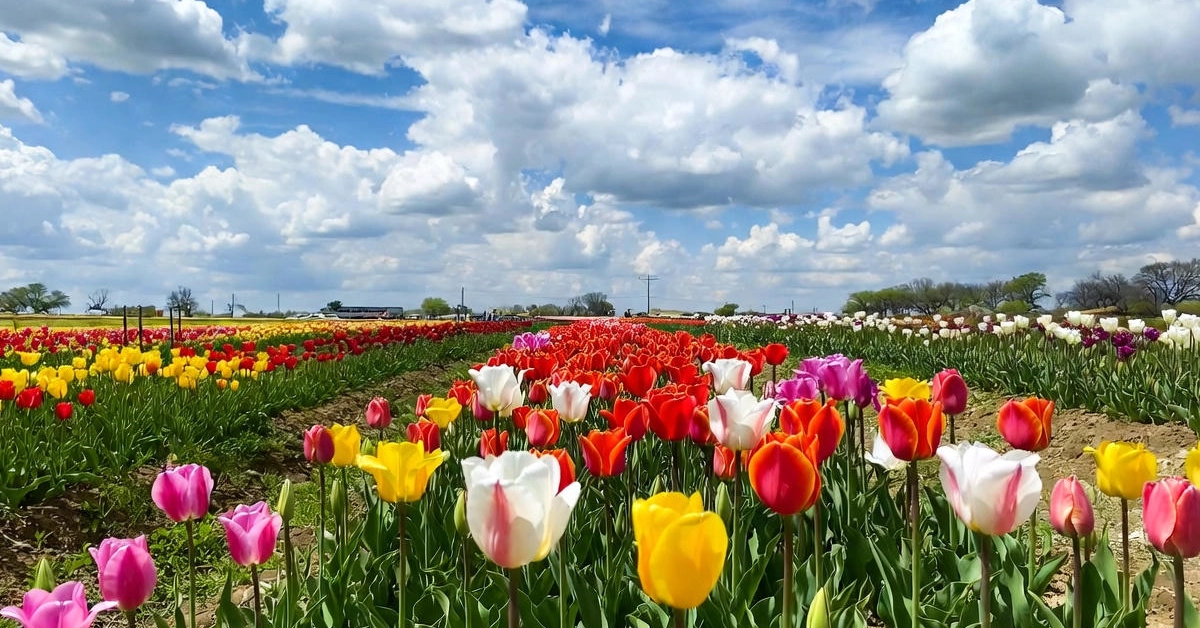 Texas Tulips Denton